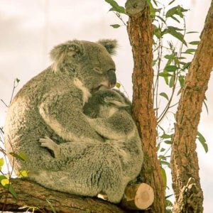 BABY KOALA