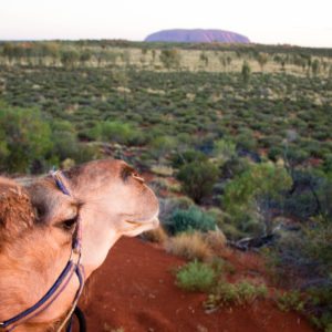 camel ride uluru