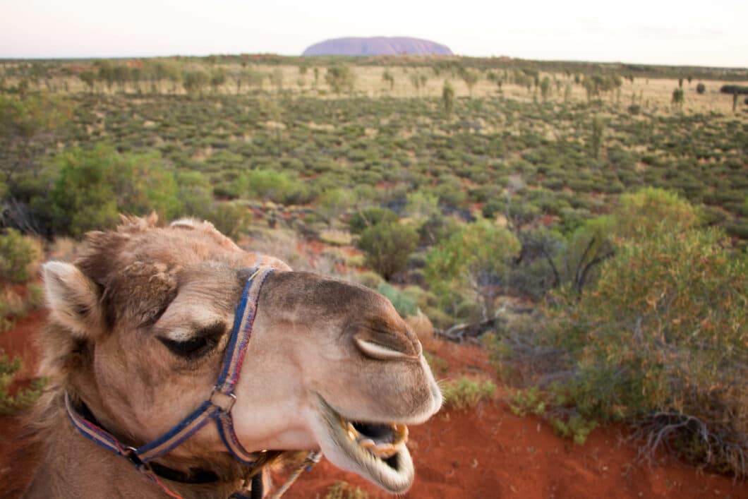 camel ride uluru