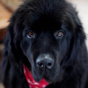 newfoundland dog