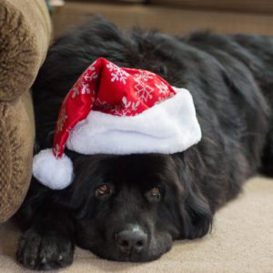 newfoundland dog