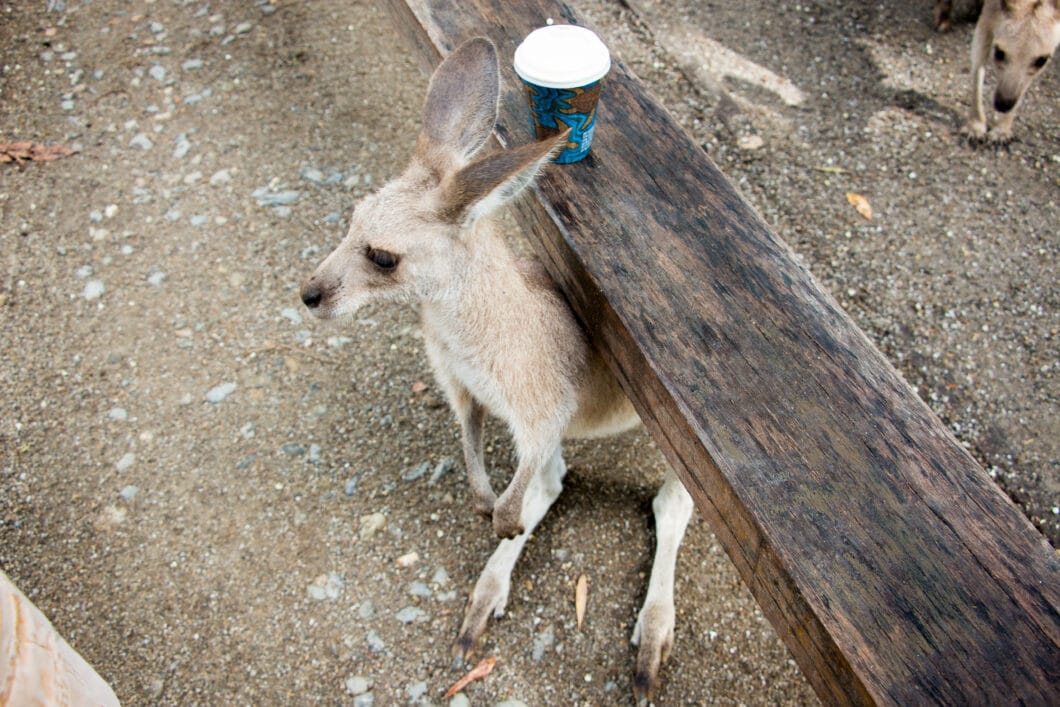 kangaroo