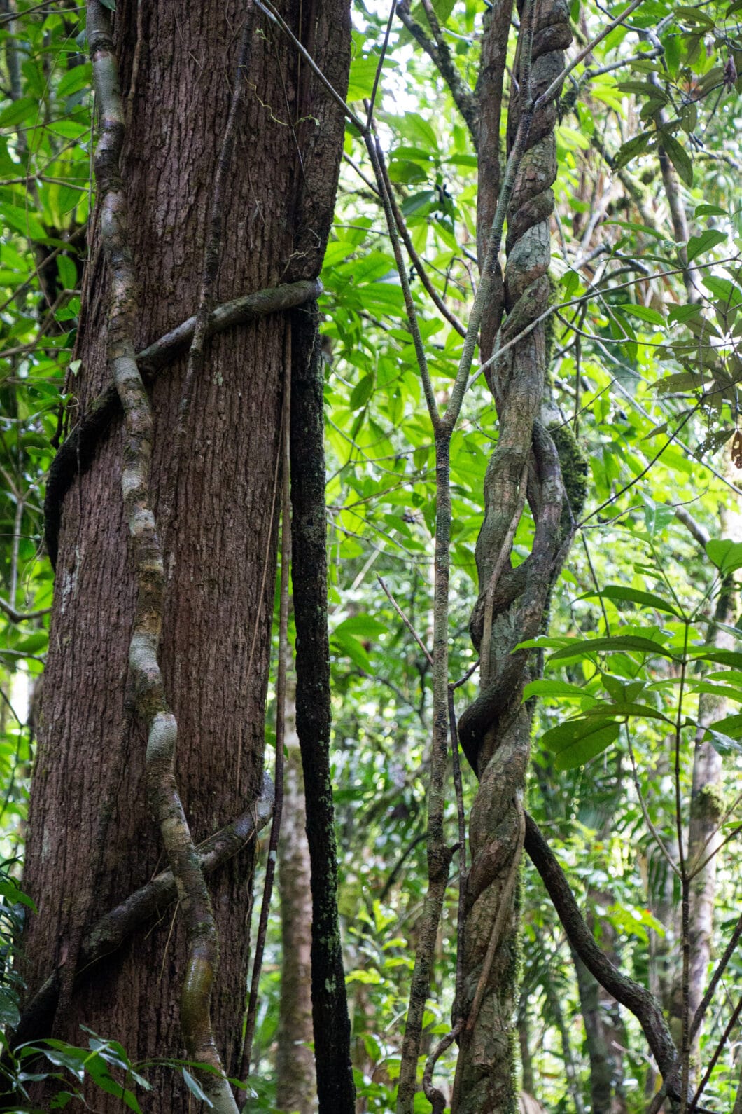 daintree rainforest