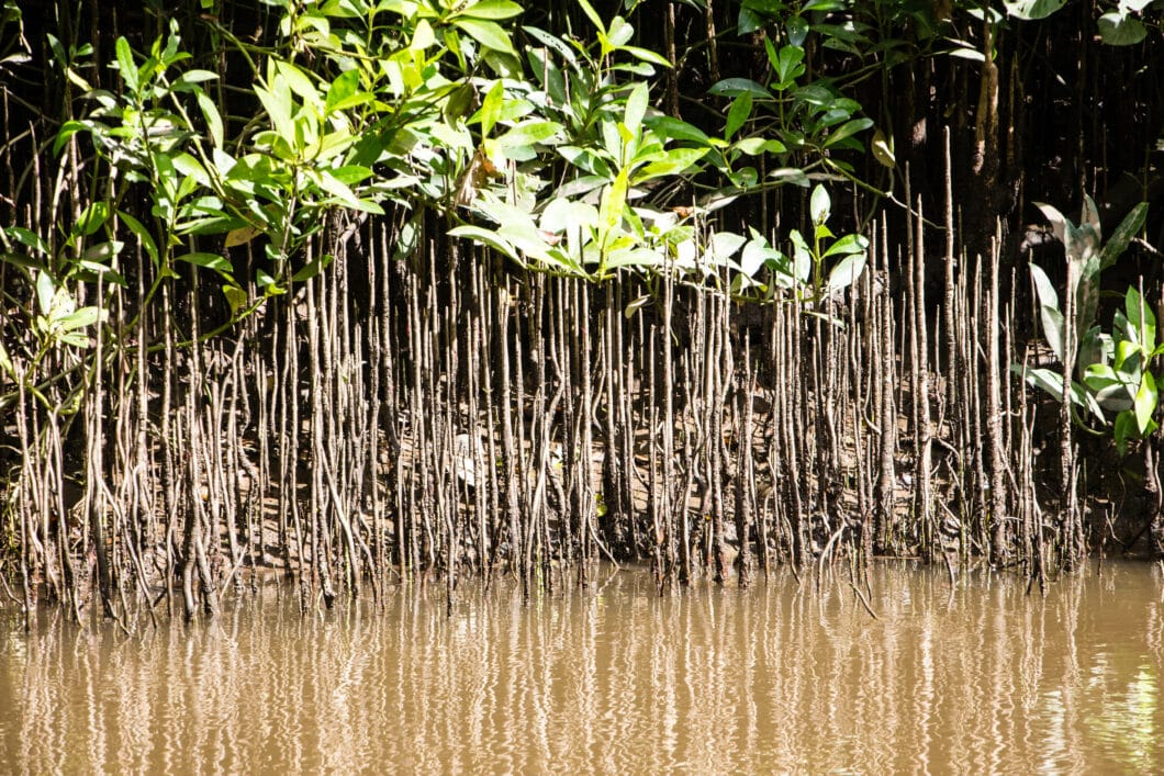 mango tree roots