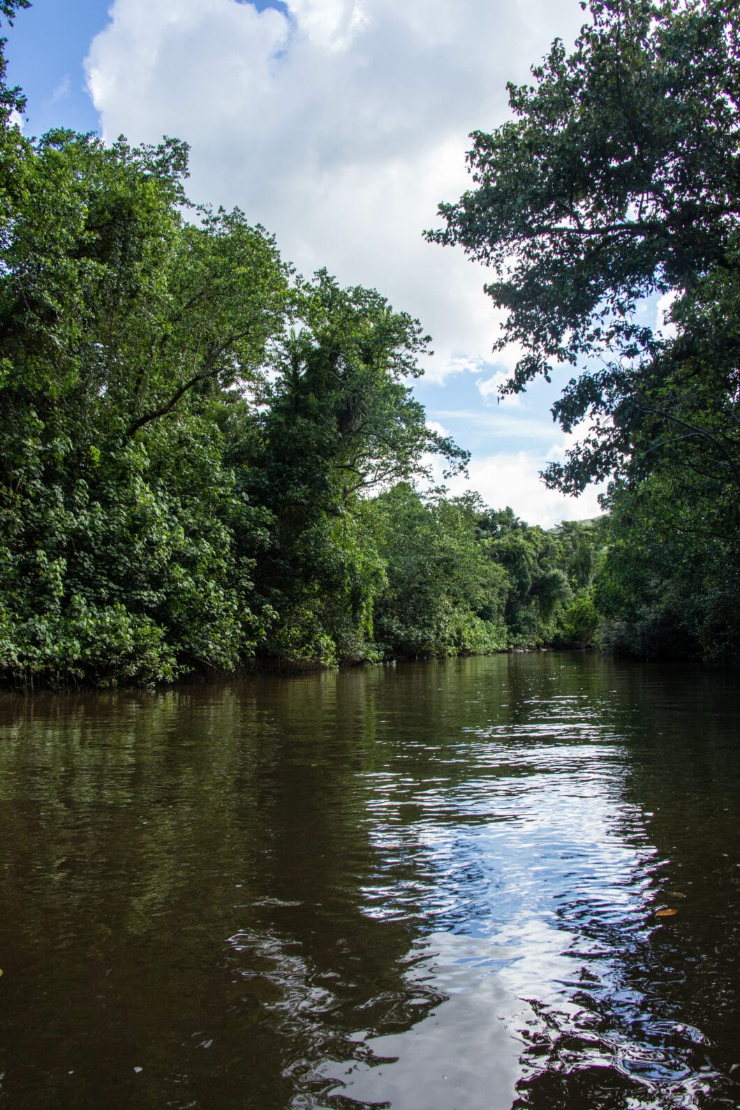 Daintree River