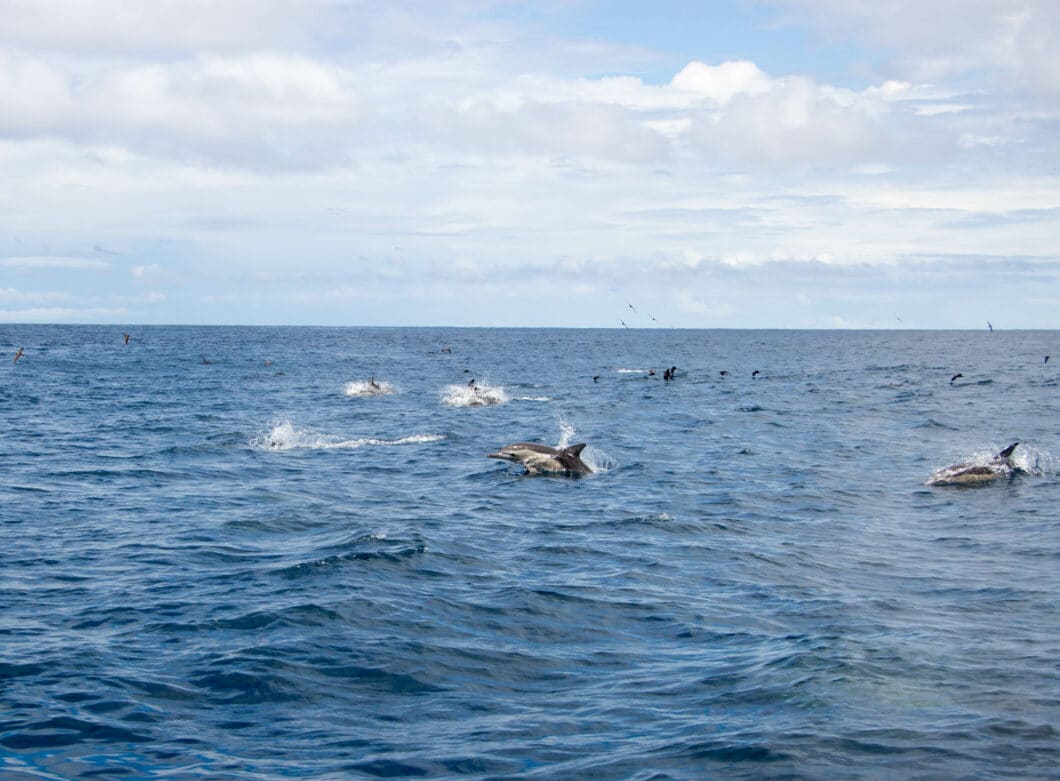 dolphins