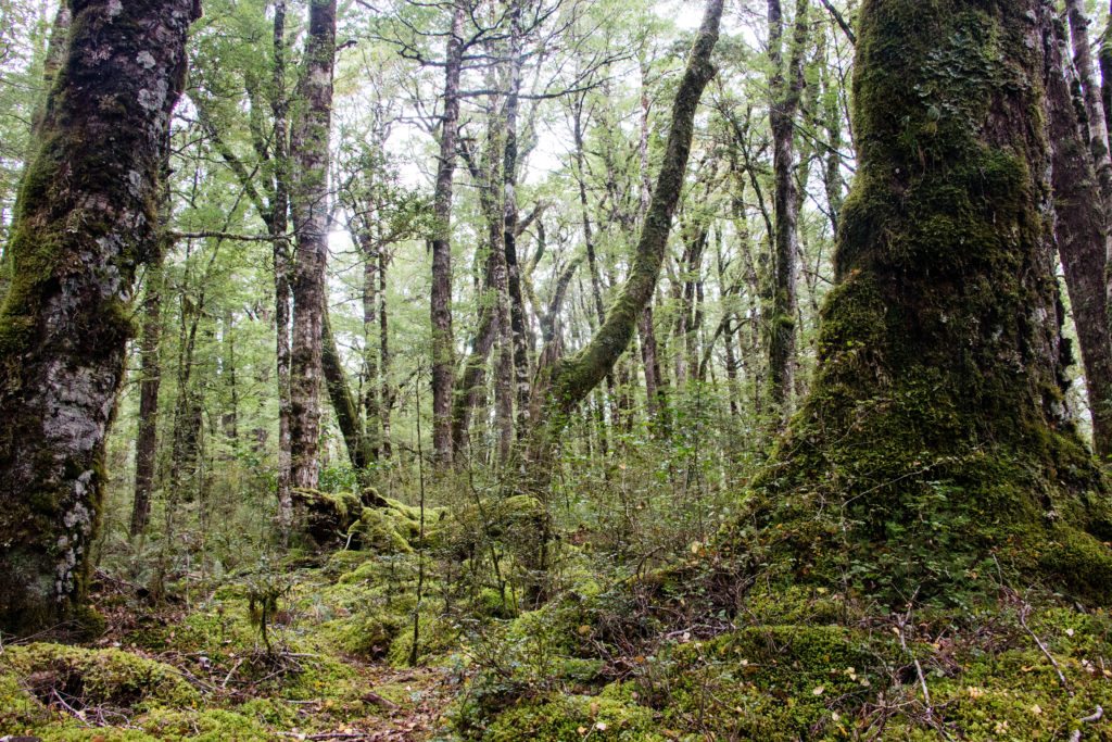 Fiordland National Park