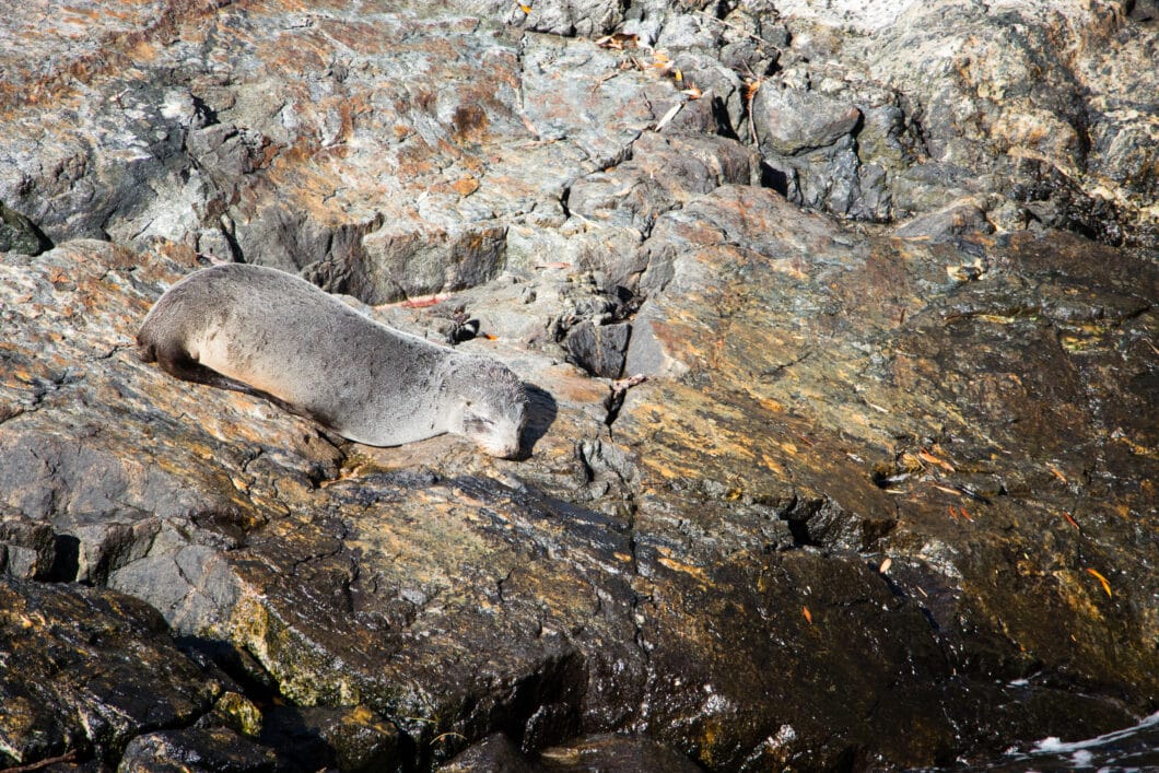 seal Milford Sound