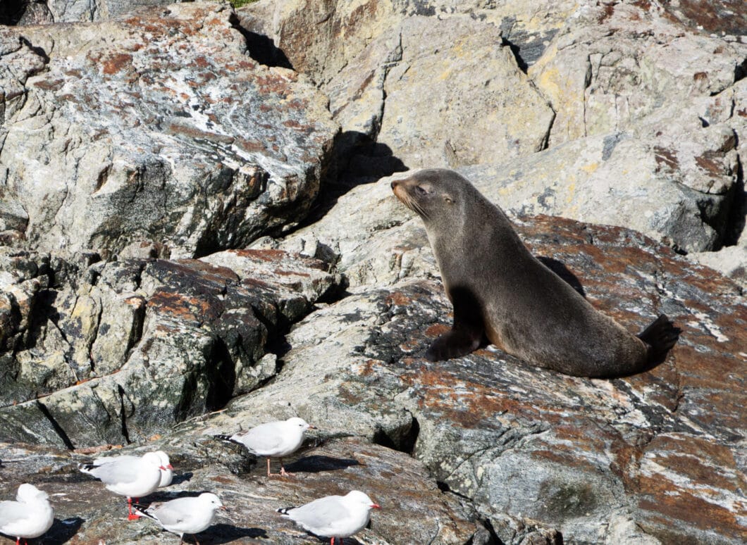 seal Milford Sound