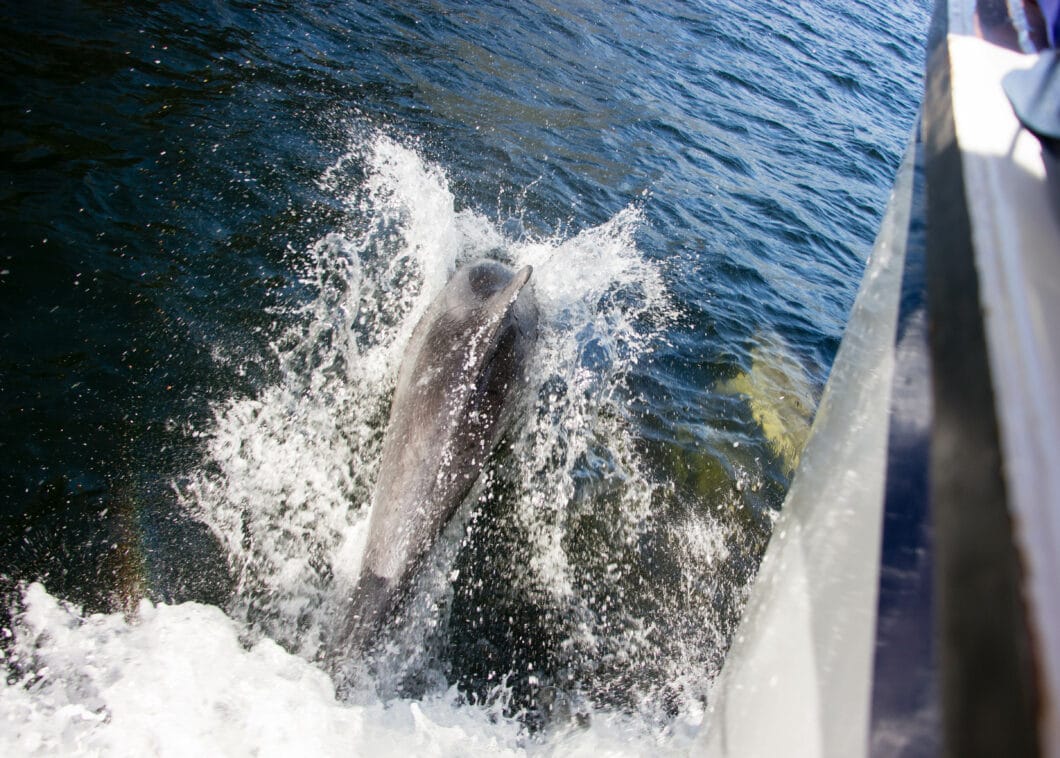 dolphin Milford Sound