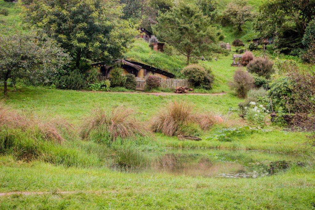 Frog pond in Hobbiton