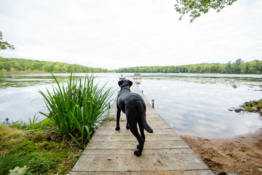 Black Lab & Dock in Wisconsin