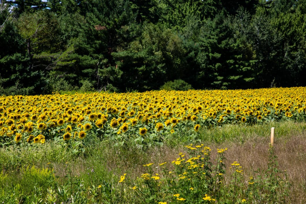 sunflower field Wisconsin