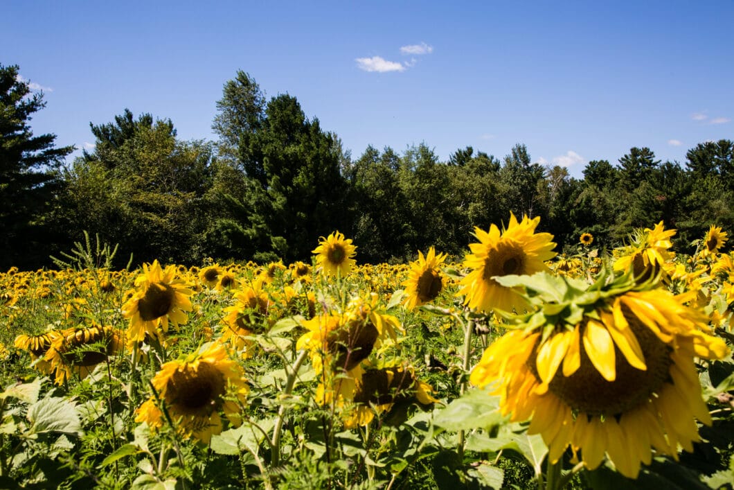 sunflower field Wisconsin