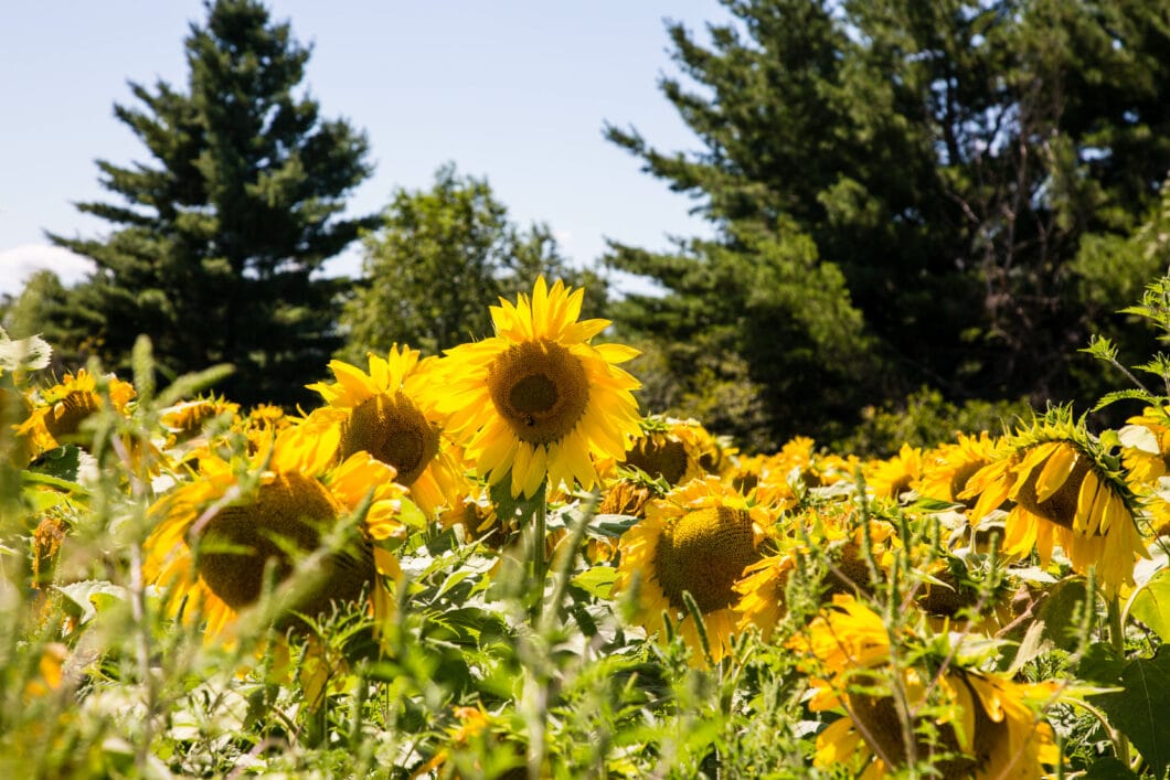 sunflower field Wisconsin