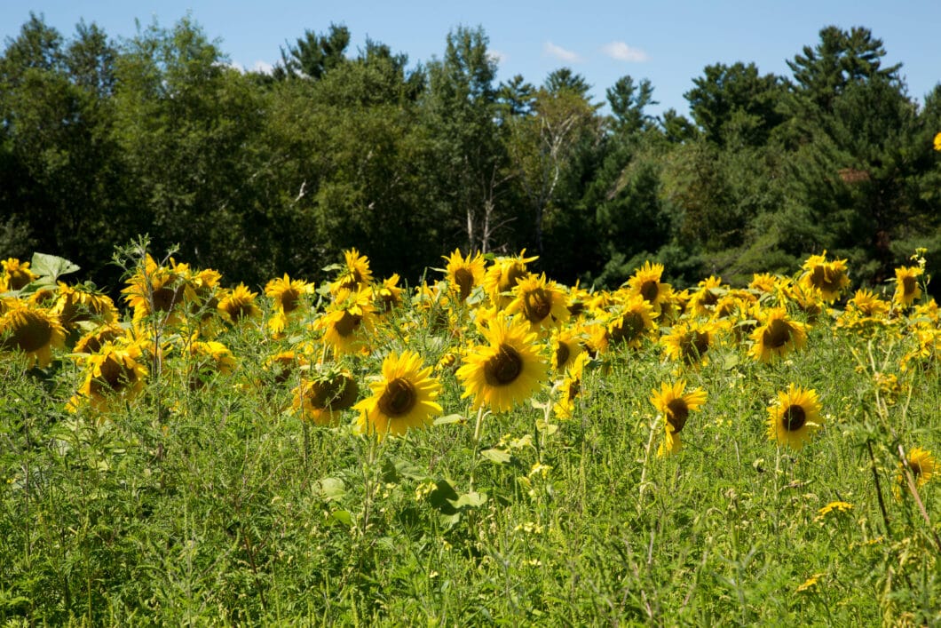 sunflower field Wisconsin