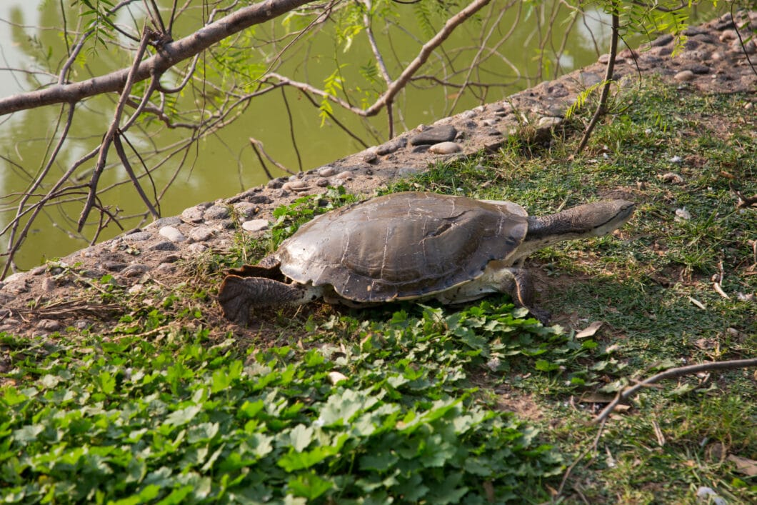 turtle