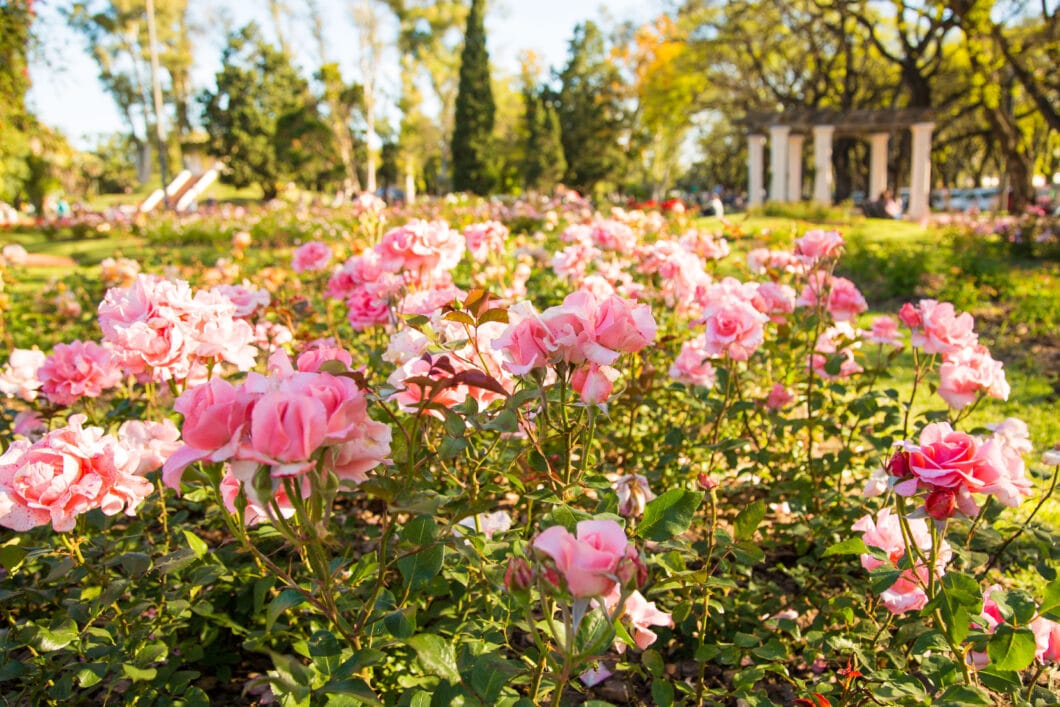 Roses in Rosario