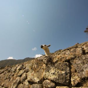 llamas machu picchu