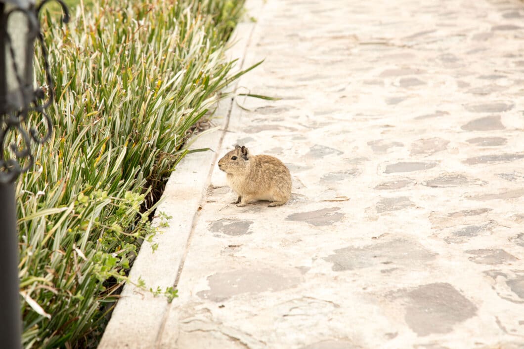 A wild guinea pig at our hotel.