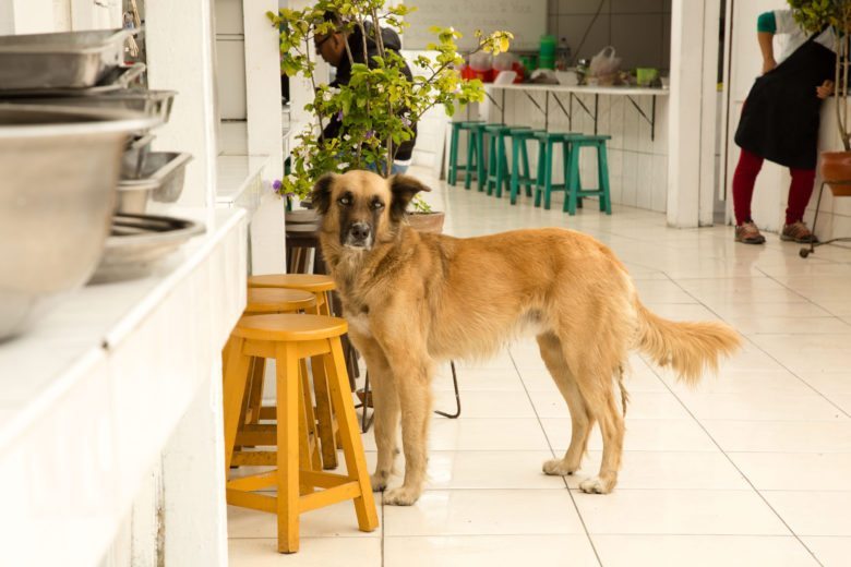 A stray dog waiting for a snack.