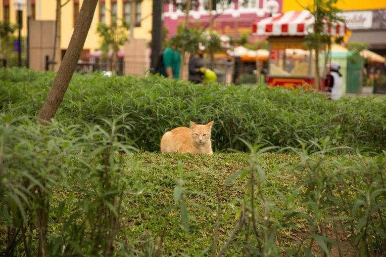 One of the many kitties in the park!