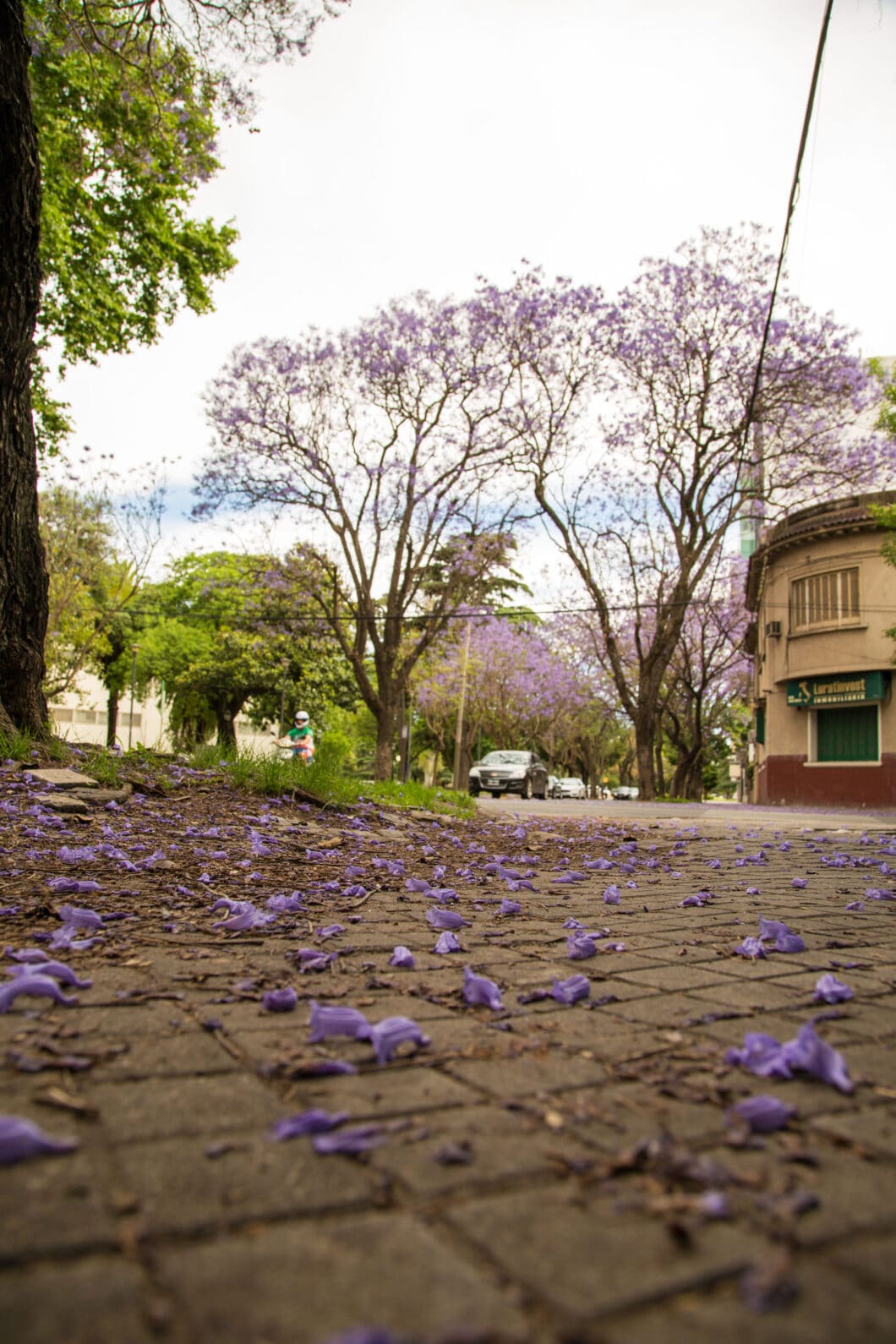 Rosario - flowers