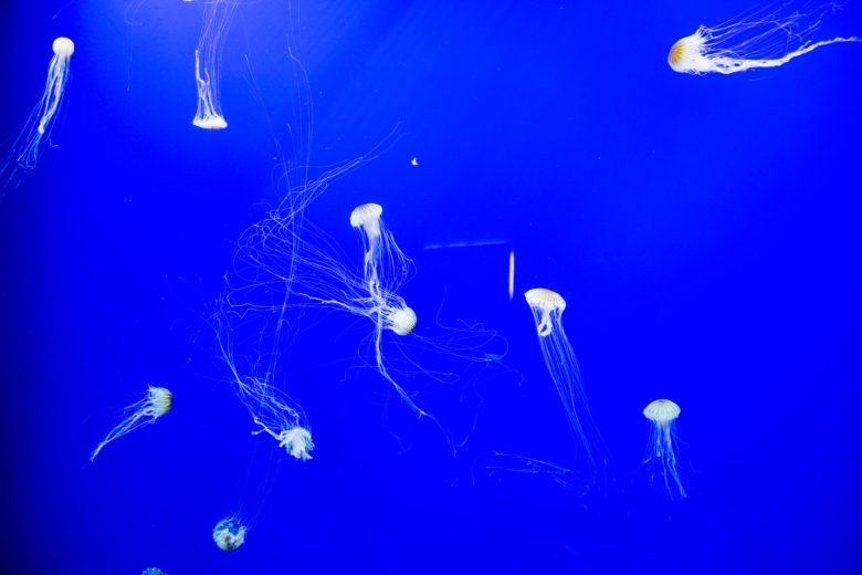 jellyfish exhibit