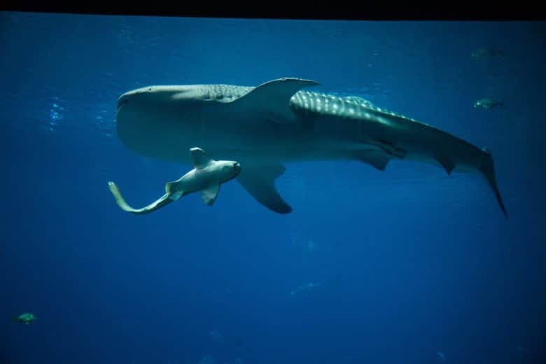 Georgia Aquarium