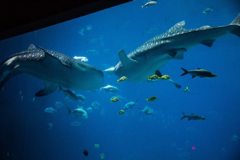 Whale sharks!