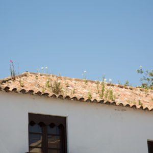 See the flowers growing out of the roof?
