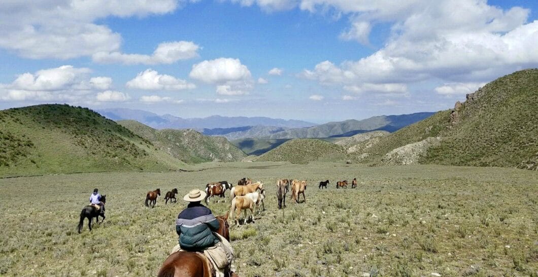 Rounding up the horses!