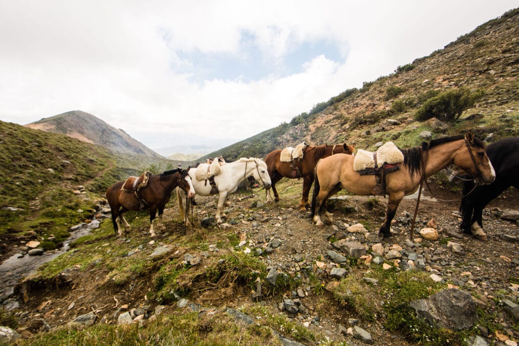 The horses taking a break while we ate lunch.