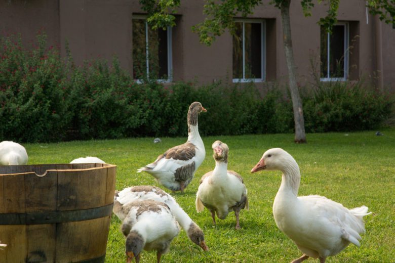geese at the winery
