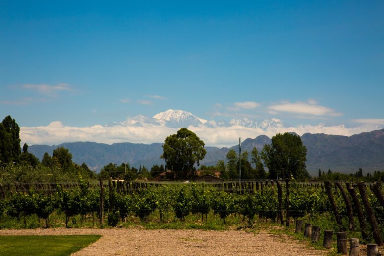 Mendoza, Argentina vineyard