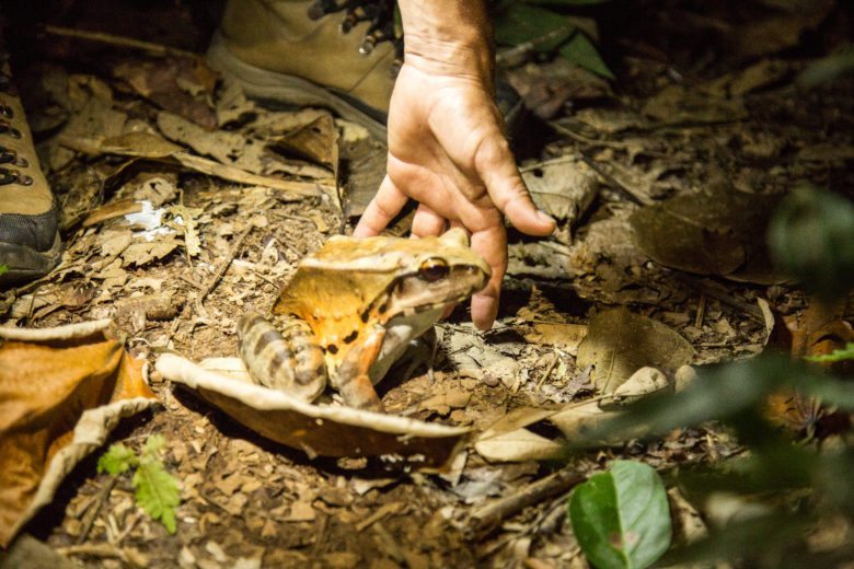 huge frog in the amazon