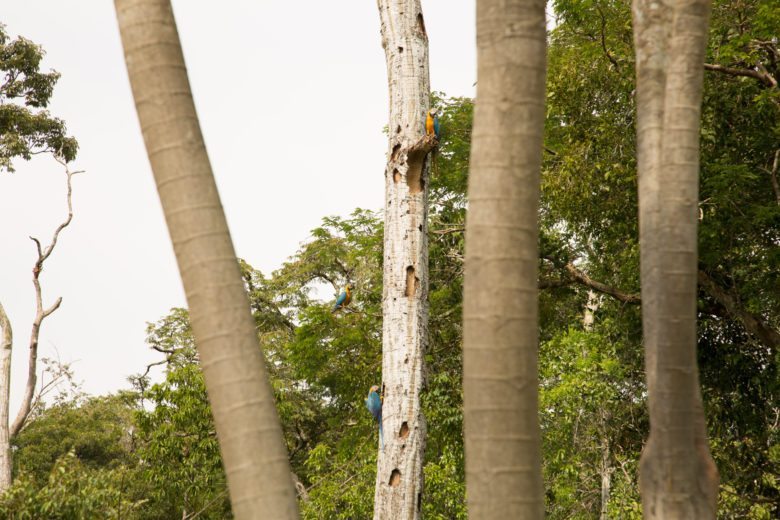 macaws in the amazon rainforest