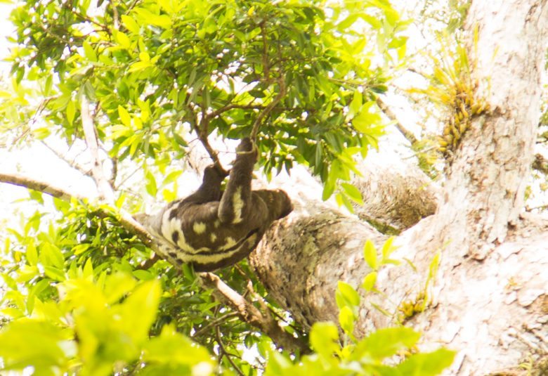 sloth amazon rainforest