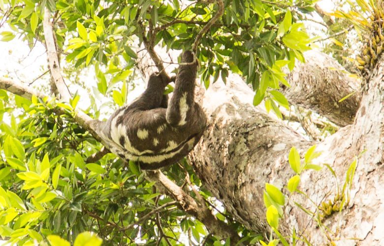 sloth amazon rainforest
