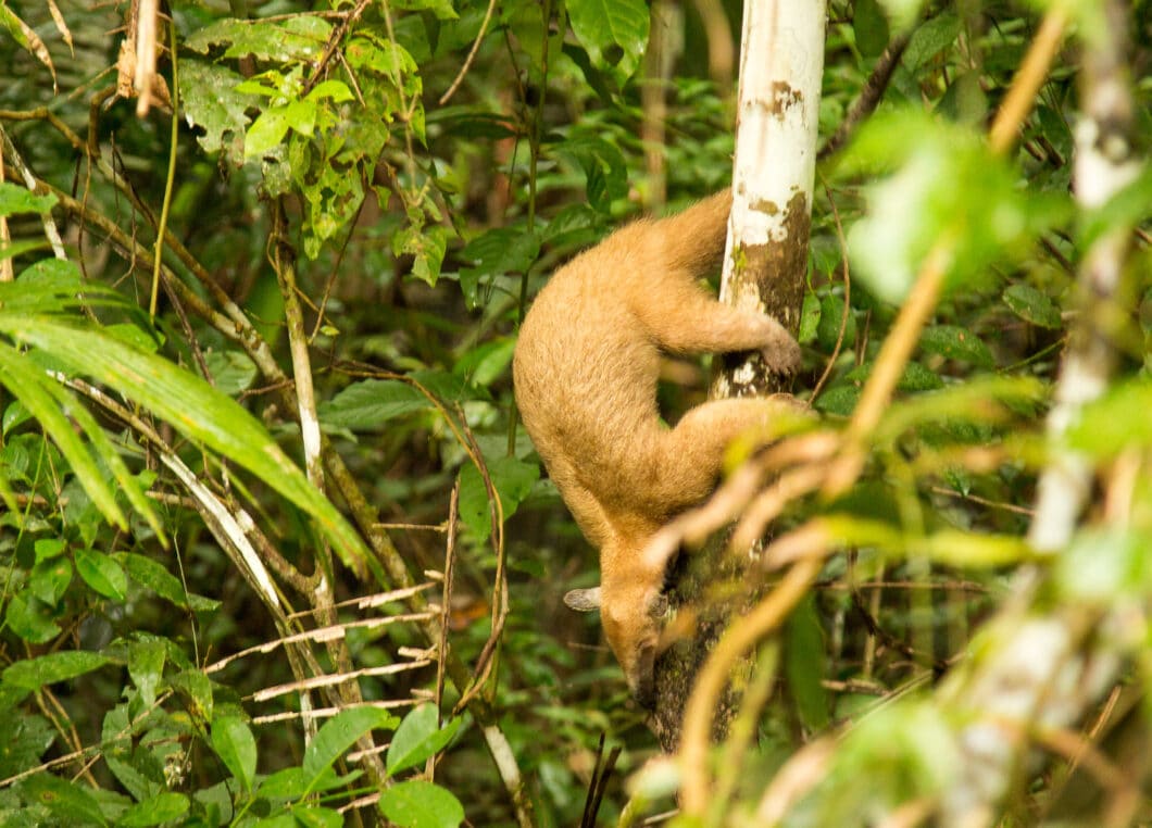 anteater sighting at treehouse lodge