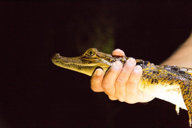 alligator in the amazon rainforest