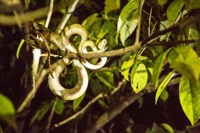 tree boa