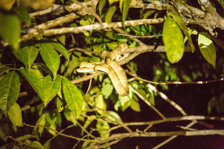 tree boa