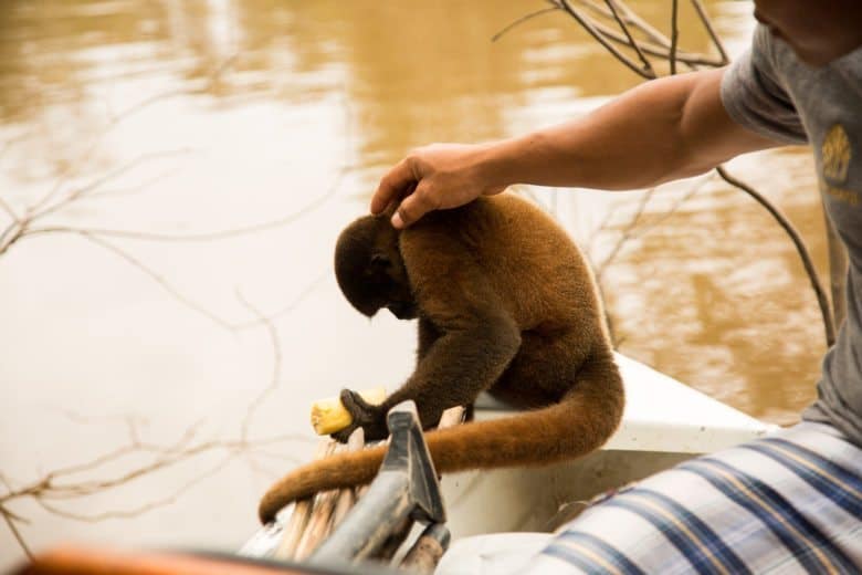 Monkey in the Amazon