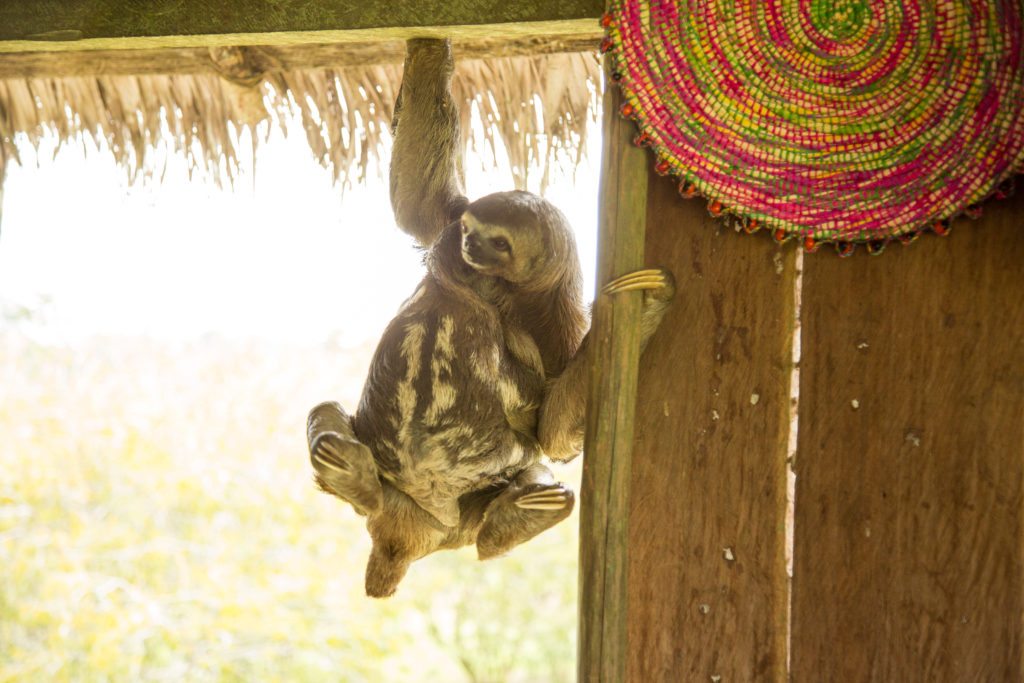 The sloth was hanging on the door in a village in Amazon 