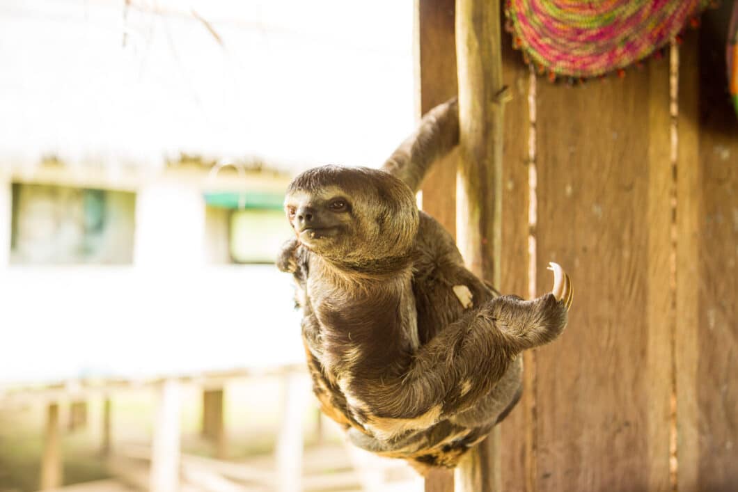 We encountered this cute sloth while Visiting a Village in the Amazon