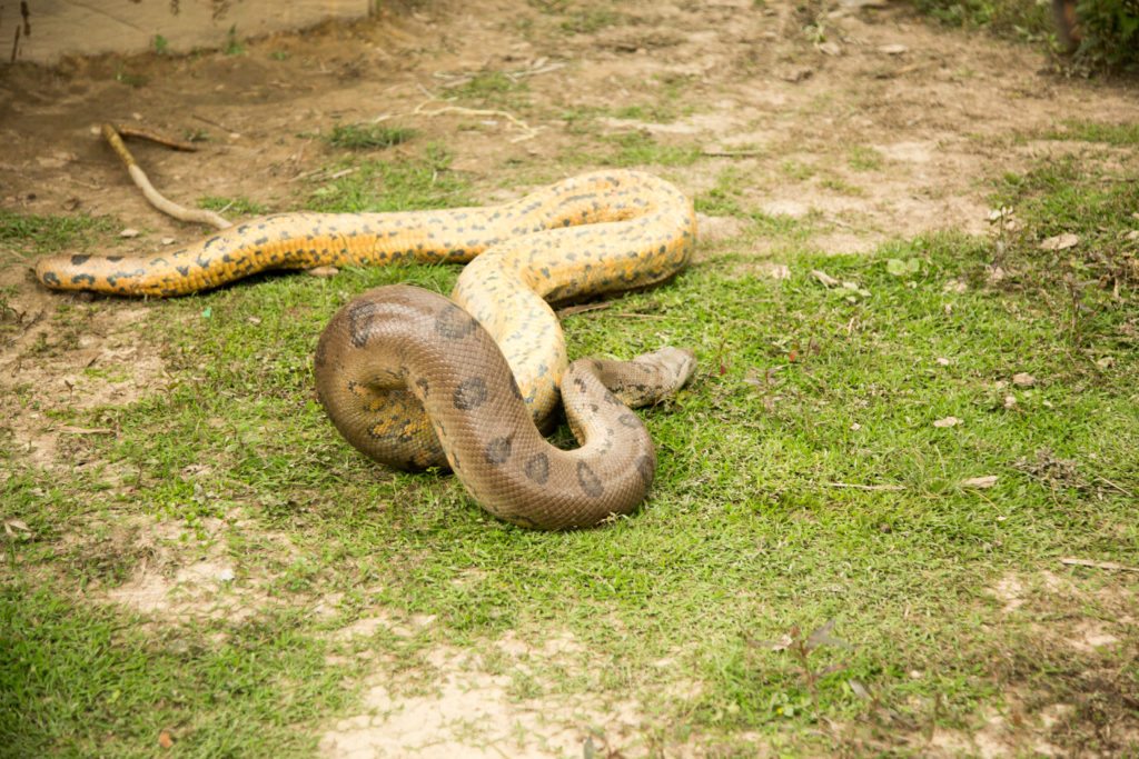 We saw this huge anaconda in our visiting in a village in Amazon 