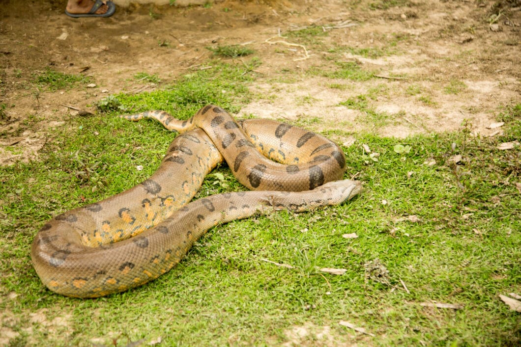 You may also find big anacondas in Amazon village 