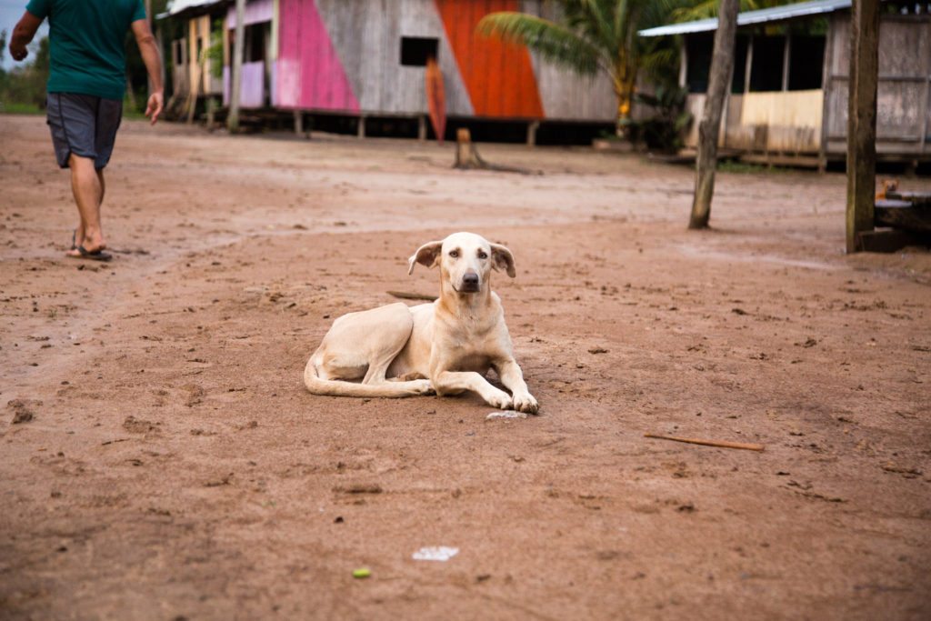 We saw this cute dog while visiting in a village in Amazon 