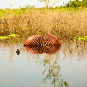 Giant lily pads in the Amazon